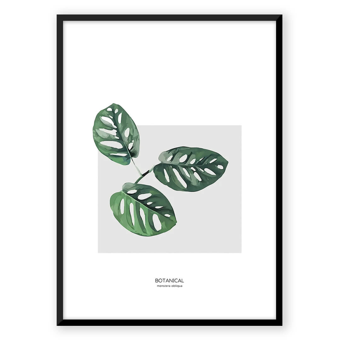 Monstera Adansonii, framed.