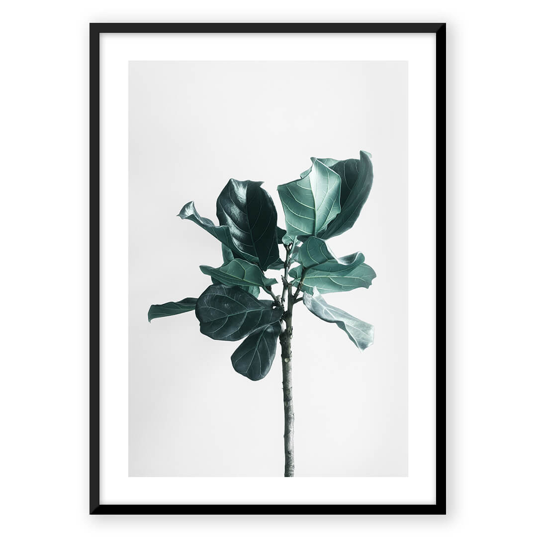 Fiddle leaf fig plant art print