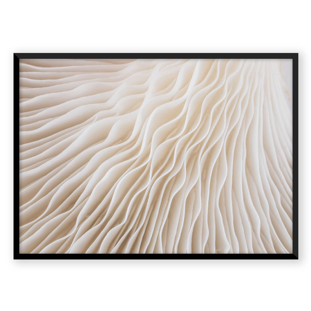 Close-up of mushroom gills, framed art print (G_f65fc345-ca95-4844)