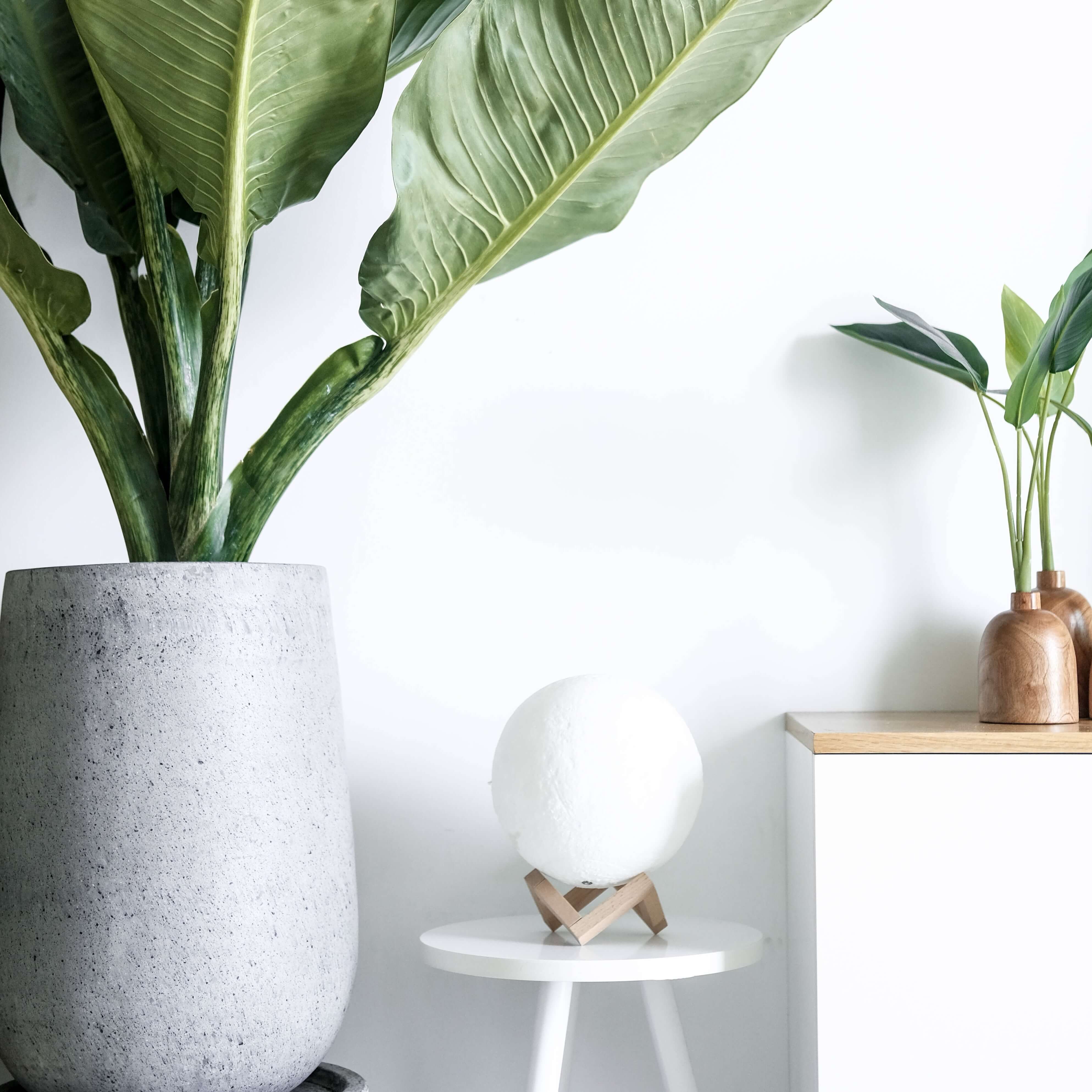 Large potted plant and white globe lamp.